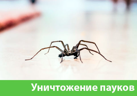 Избавиться от пауков в городе Бердск