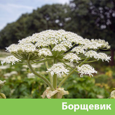 Уничтожение сорняка в Бердске