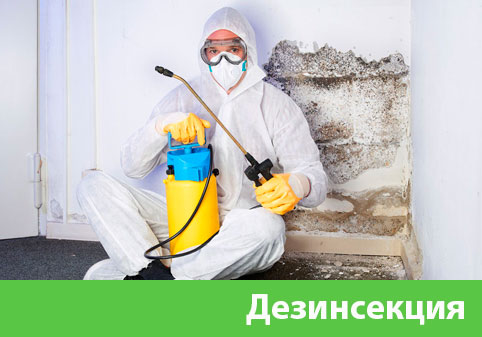 Дезинсекция в городе Бердск