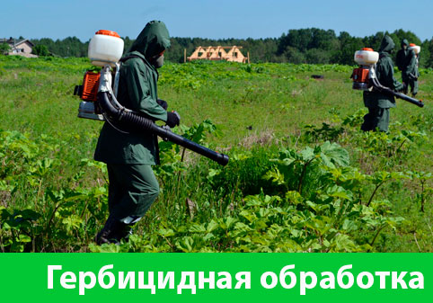 Гербицидная обработка в городе Бердск