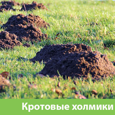 Кроты на участке в Бердске