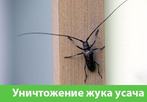 Обработка от жука усача в городе Бердск
