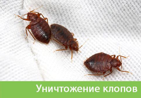 Уничтожение клопов в городе Бердск