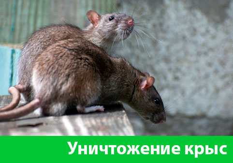Уничтожение крыс в городе Бердск