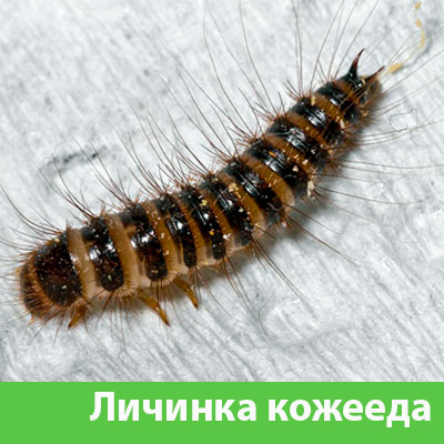 Личинка Кожееда в Бердске