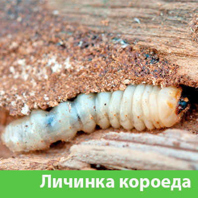 Уничтожение личинок короеда в Бердске