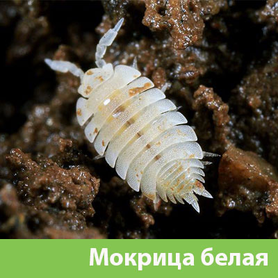 Мокрица в Бердске фото