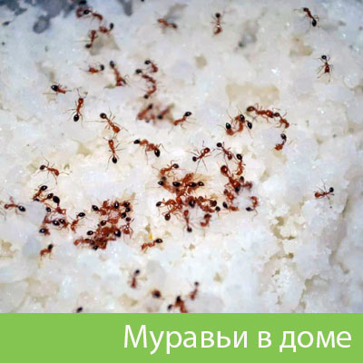 Муравьи в доме в Бердске