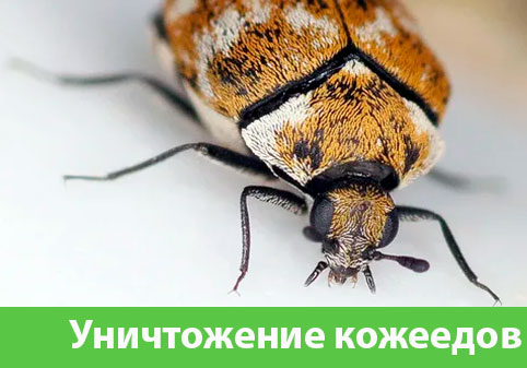Обработка от кожееда в городе Бердск 
