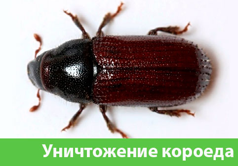 Обработка от древоточца в городе Бердск