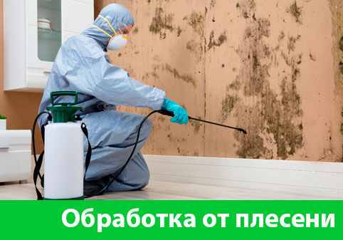 Обработка от плесени в городе Бердск