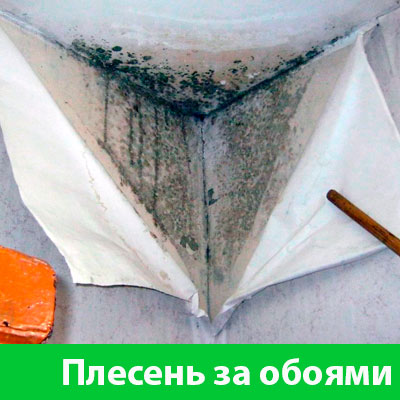 Удаление плесени в Бердске