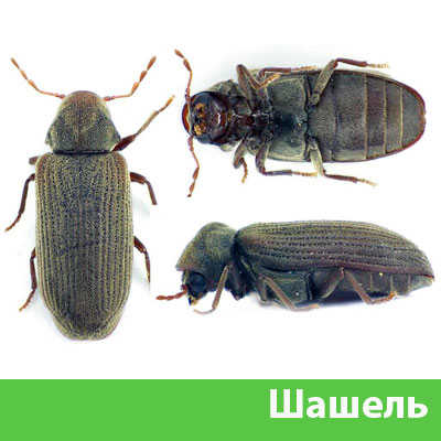 Обработка от шашеля в городе Бердск