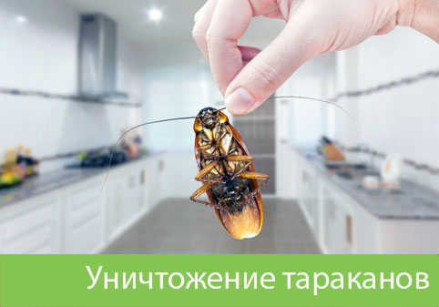 Уничтожение тараканов в городе Бердск