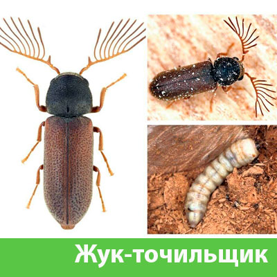 Уничтожение точильщика и личинок в Бердске