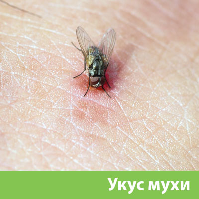 Уничтожение мух в Бердске