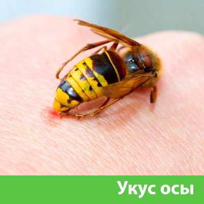 Профессиональное уничтожение ос и шершней в Бердске
