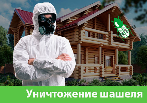 Уничтожение шашеля и личинок в Бердске