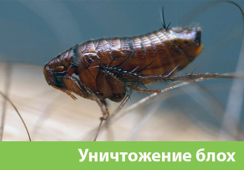 Уничтожение блох в городе Бердск