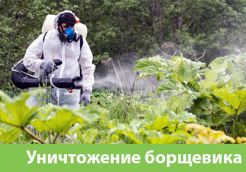 Уничтожение Борщевика в городе Бердск