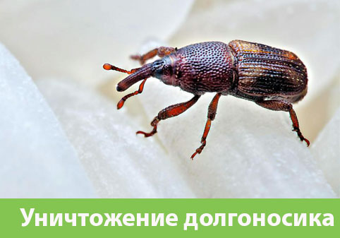 Уничтожение долгоносиков в городе Бердск