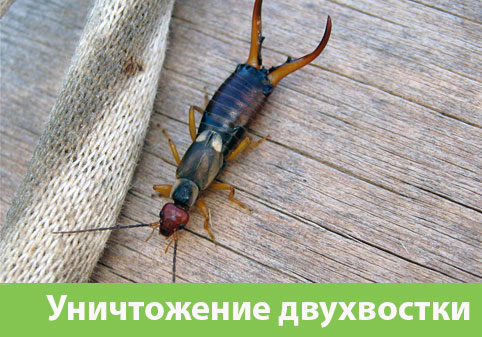 Уничтожение двухвостки в городе Бердск