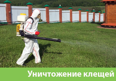 Уничтожение клещей в городе Бердск