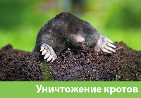 Уничтожение кротов в городе Бердск