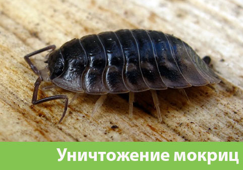 Мокрицы в квартире в городе Бердск