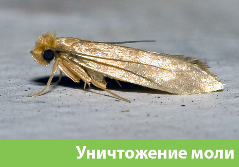 Уничтожение моли в городе Бердск 