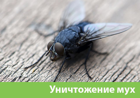 Уничтожение мух в городе Бердск