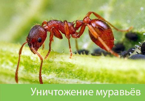 Уничтожение муравьёв в городе Бердск