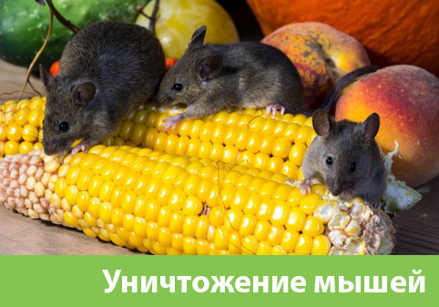 Уничтожение мышей в Бердске