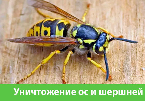 Уничтожение ос и шершней в городе Бердск