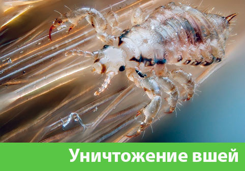 Уничтожение вшей в городе Бердск
